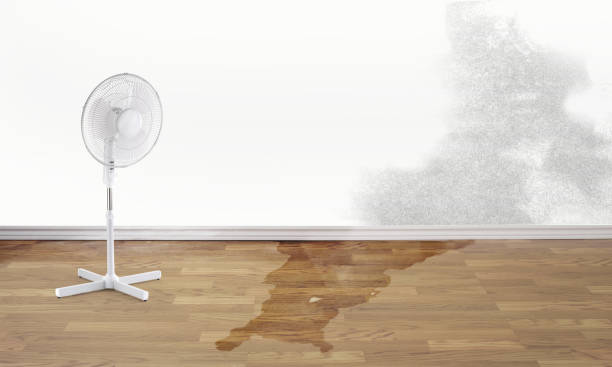 Best Water damage contractors near me  in Bull Mountain, OR